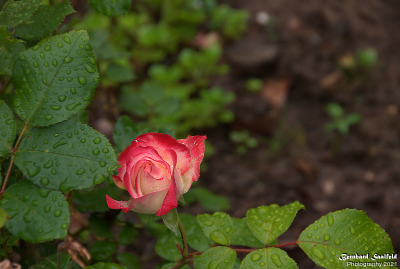 Bernhard Saalfeld - Gartenrose (4v9)